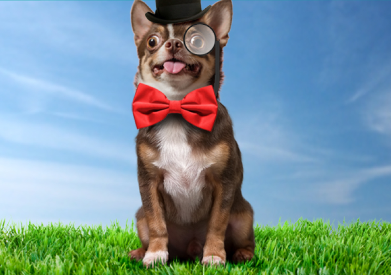 Truckee Meadows Water Authority dog