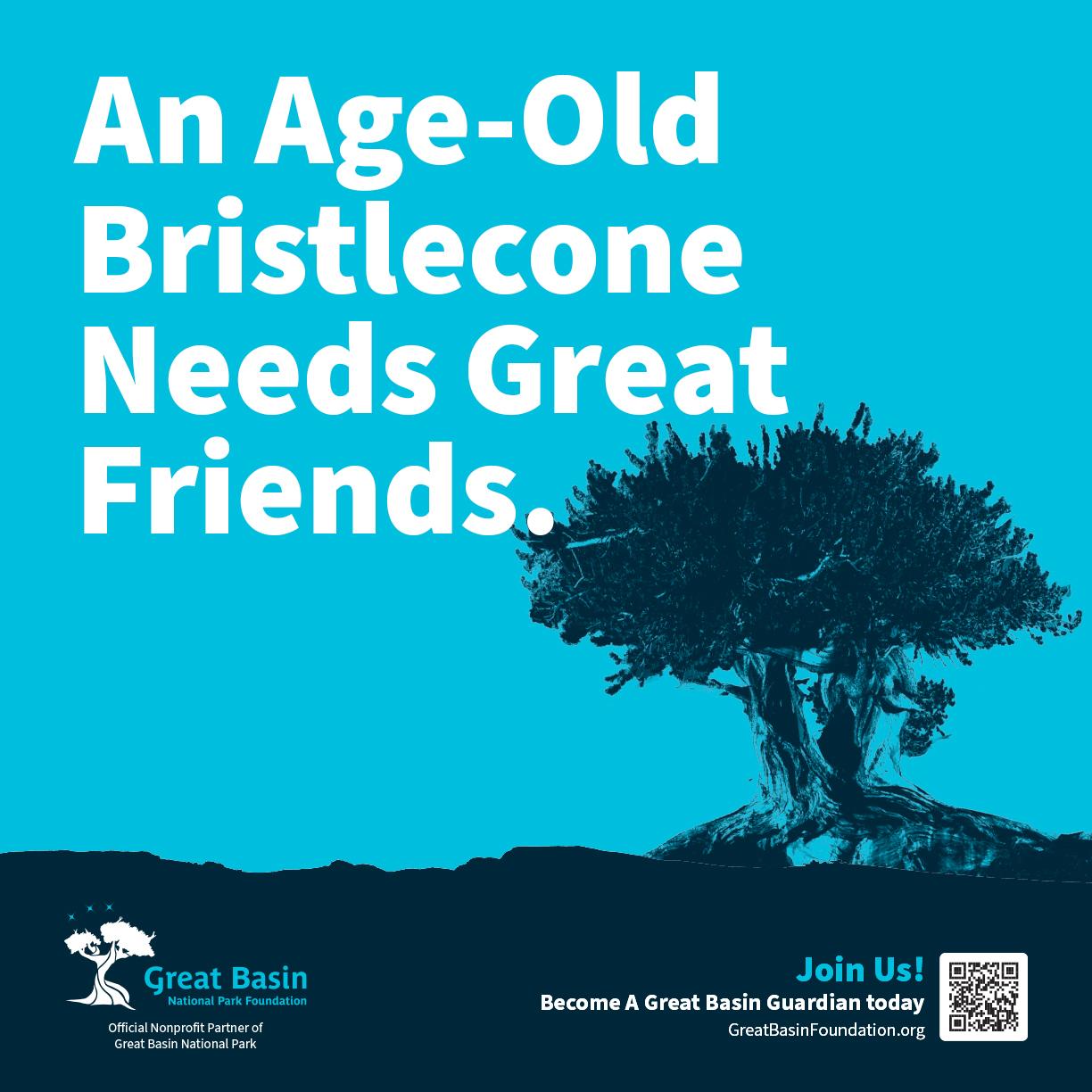 An Age-Old Bristlecone Needs Great Friends - Advertising Graphic Design
